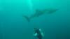 545 - DiveB-1 Oslob Whaleshark ss