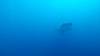 546 - DiveB-1 Oslob Whaleshark ss