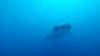 547 - DiveB-1 Oslob Whaleshark ss