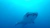 548 - DiveB-1 Oslob Whaleshark ss
