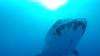 549 - DiveB-1 Oslob Whaleshark ss