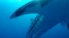 550 - DiveB-1 Oslob Whaleshark ss