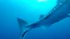 551 - DiveB-1 Oslob Whaleshark ss