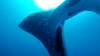 552 - DiveB-1 Oslob Whaleshark ss