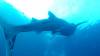 553 - DiveB-1 Oslob Whaleshark ss