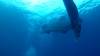 554 - DiveB-1 Oslob Whaleshark ss