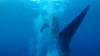555 - DiveB-1 Oslob Whaleshark ss