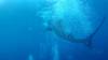 556 - DiveB-1 Oslob Whaleshark ss