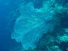 102 - DiveC-2 Gorgonian Wall