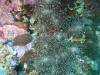 103 - DiveC-2 Gorgonian Wall