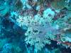 105 - DiveC-2 Gorgonian Wall
