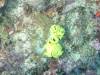 106 - DiveC-2 Gorgonian Wall