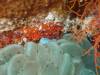 108 - DiveC-2 Gorgonian Wall