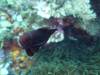 109 - DiveC-2 Gorgonian Wall