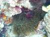 110 - DiveC-2 Gorgonian Wall