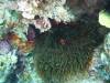 111 - DiveC-2 Gorgonian Wall