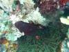 112 - DiveC-2 Gorgonian Wall