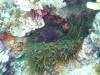 113 - DiveC-2 Gorgonian Wall