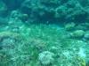114 - DiveC-2 Gorgonian Wall