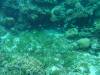 115 - DiveC-2 Gorgonian Wall