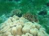 116 - DiveC-2 Gorgonian Wall