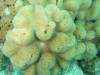 117 - DiveC-2 Gorgonian Wall