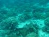 119 - DiveC-2 Gorgonian Wall