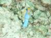 121 - DiveC-2 Gorgonian Wall