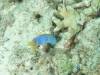 122 - DiveC-2 Gorgonian Wall