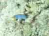 123 - DiveC-2 Gorgonian Wall