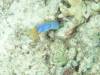 124 - DiveC-2 Gorgonian Wall