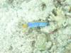 125 - DiveC-2 Gorgonian Wall