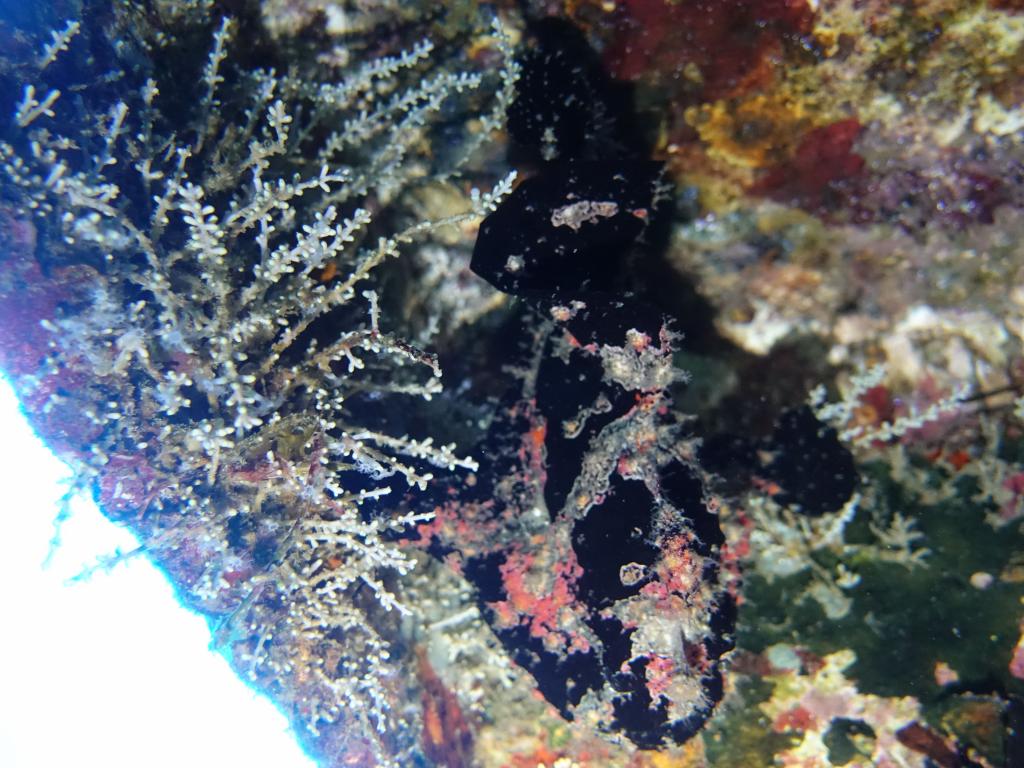 119 - Dive1-1 Sea Tiger