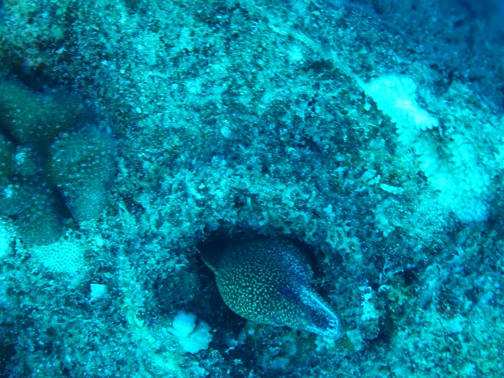 121 - Dive1-1 Sea Tiger