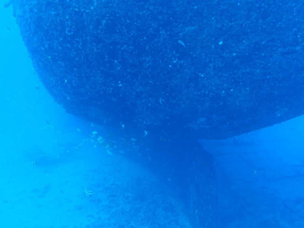 125 - Dive1-1 Sea Tiger