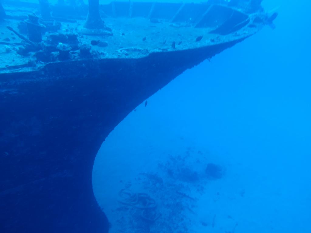 146 - Dive1-1 Sea Tiger
