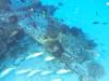 125 - Dive2-1 Corsair
