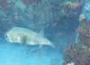 127 - Dive2-1 Corsair