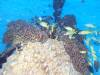 135 - Dive2-1 Corsair
