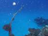 137 - Dive2-1 Corsair