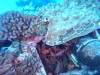 138 - Dive2-1 Corsair