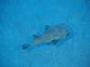 143 - Dive2-1 Corsair