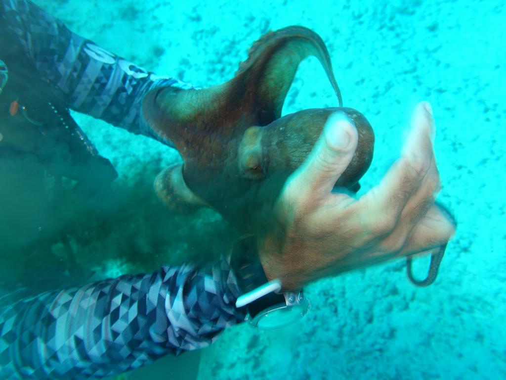 117 - Dive2-2 Anglers Reef