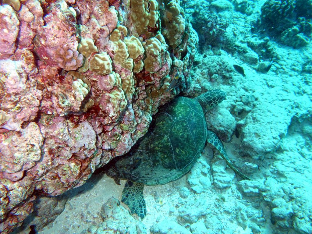 107 - Dive2-3 Koko Crater