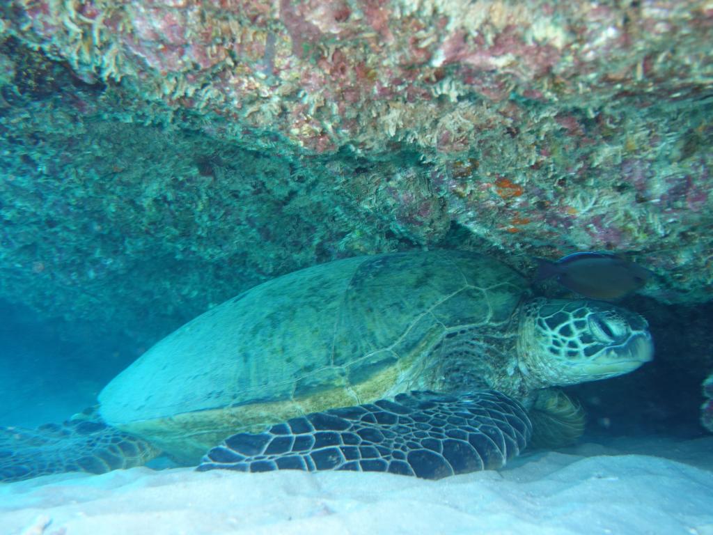 116 - Dive2-3 Koko Crater