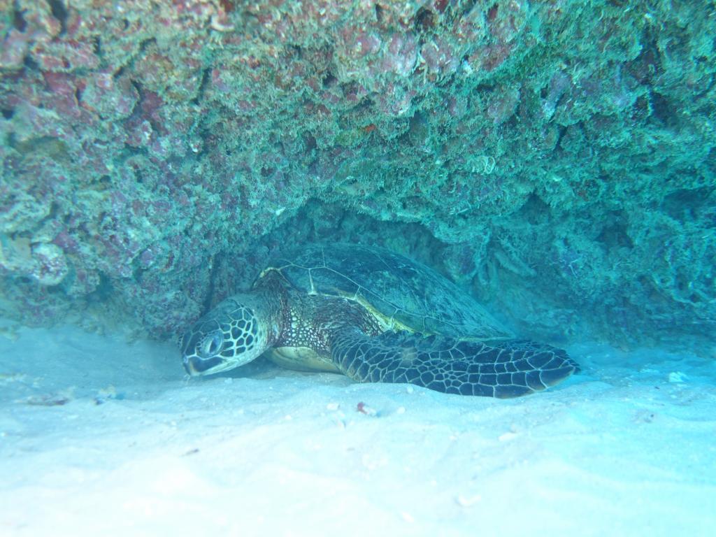 118 - Dive2-3 Koko Crater