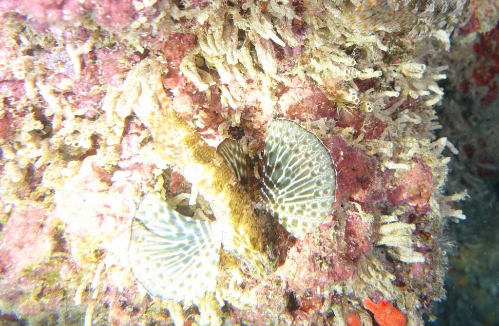 125 - Dive2-3 Koko Crater