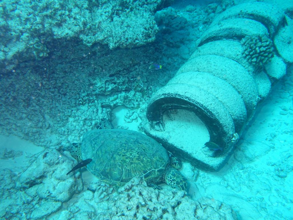 133 - Dive2-3 Koko Crater