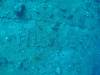 Dive5-2 Rio de Janeiro-197 Dive5-2 Rio de Janeiro