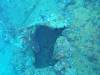 Dive5-3 Rio de Janeiro-126 Dive5-3 Rio de Janeiro